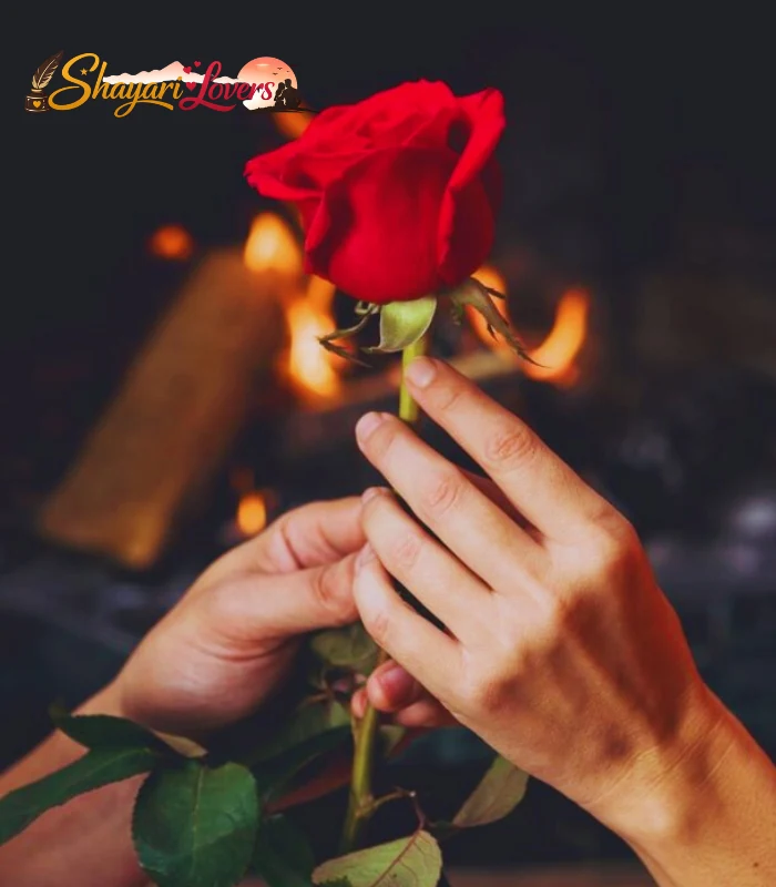 Phool Shayari 2 Line rose shayari